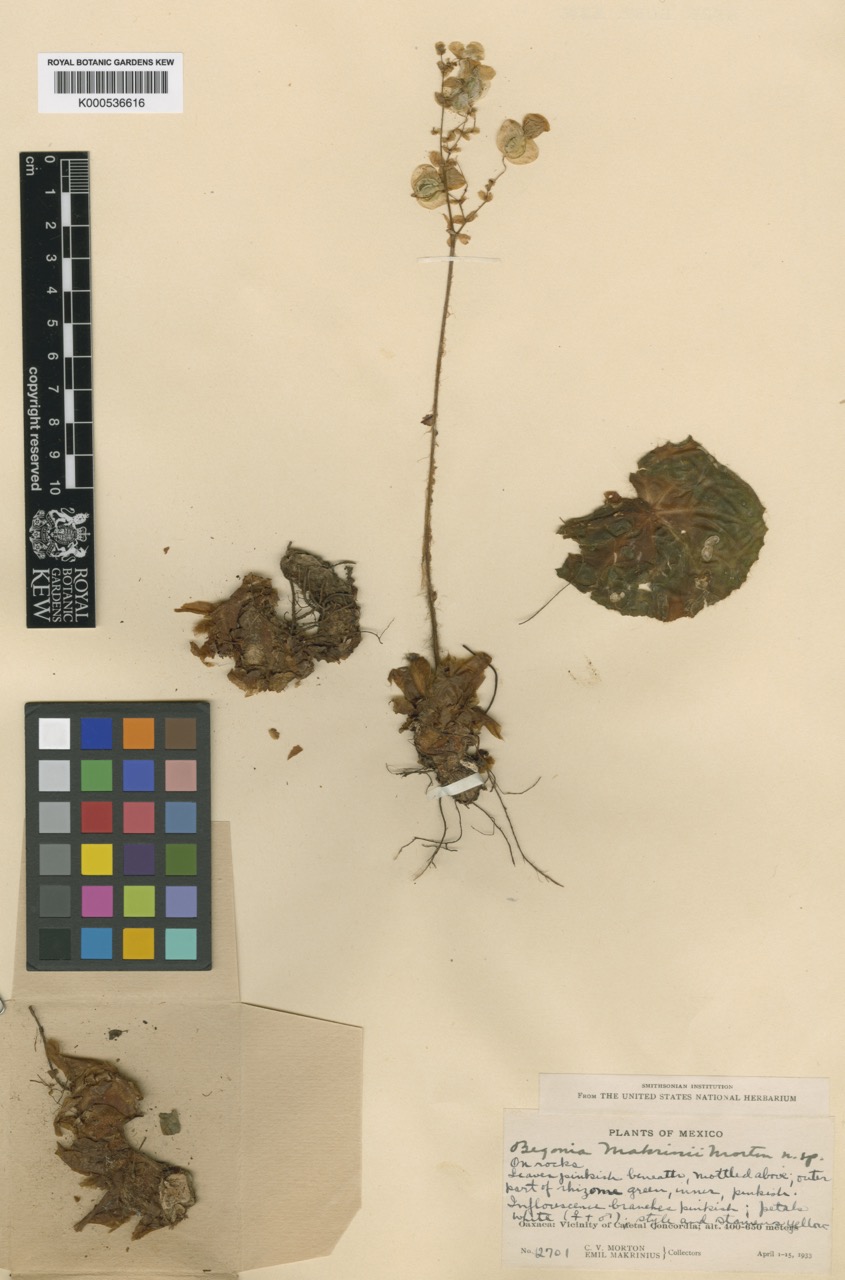 B. makrinii
